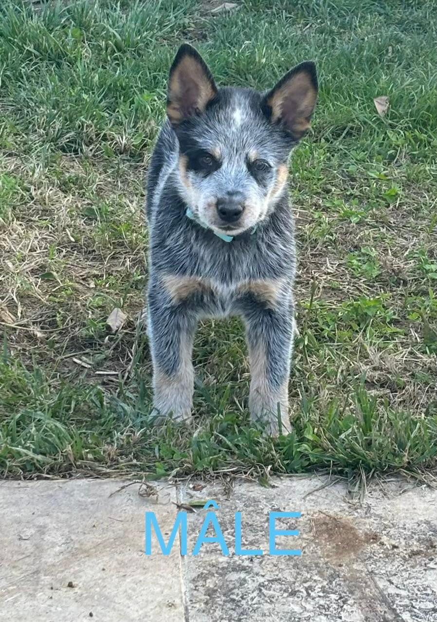 De L'Etang De La Couarche - Chiots disponibles - Bouvier australien