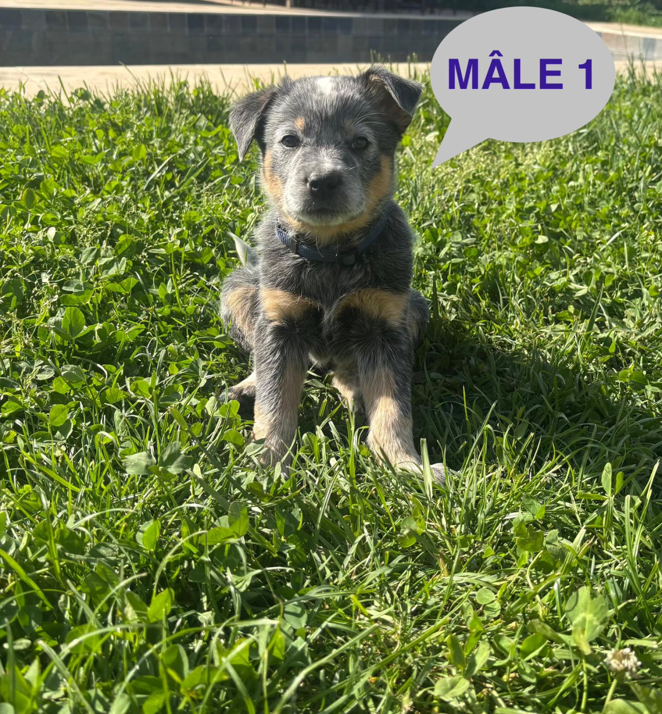 De L'Etang De La Couarche - Chiots disponibles - Bouvier australien